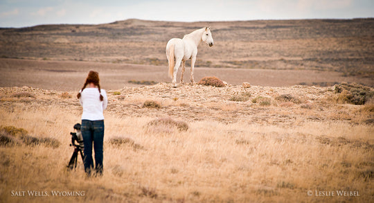 Wild Horse and Environmental Groups File Notice of Appeal to Challenge Court Decision Allowing Largest-Ever Eradication of Wild Horses.