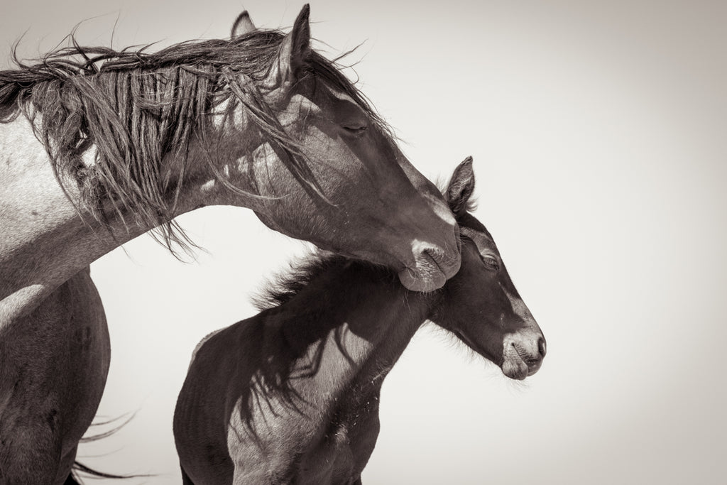 Wild Horses In Harmony, Kodak Black Horses