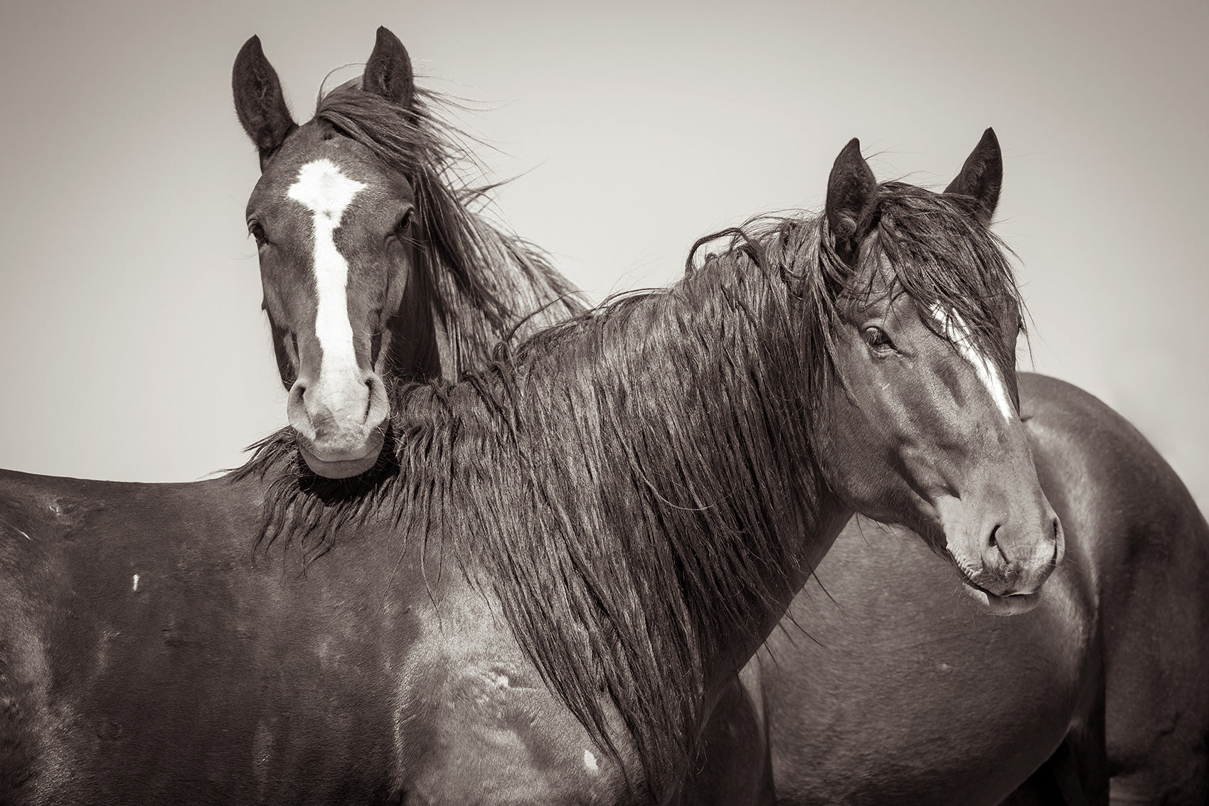 Romeo & Juliet – Kimerlee Curyl Wild Horse Photography